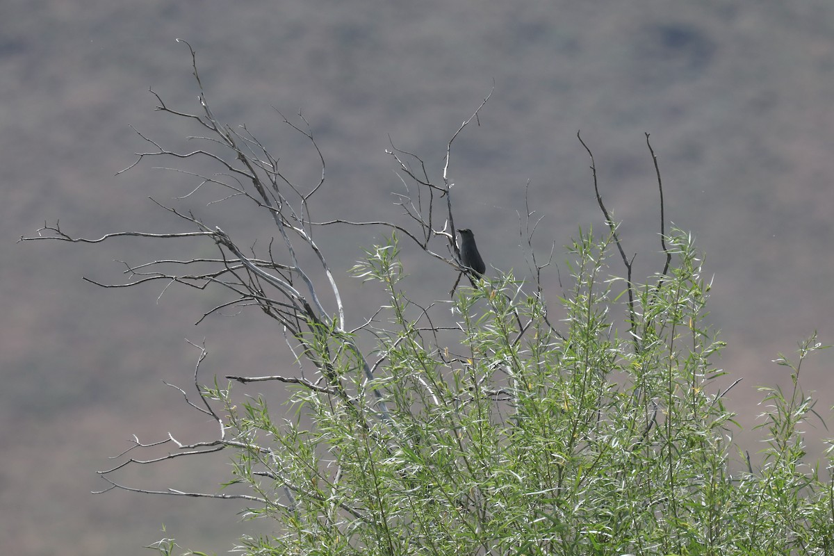 Miaulari grisa - ML645150192