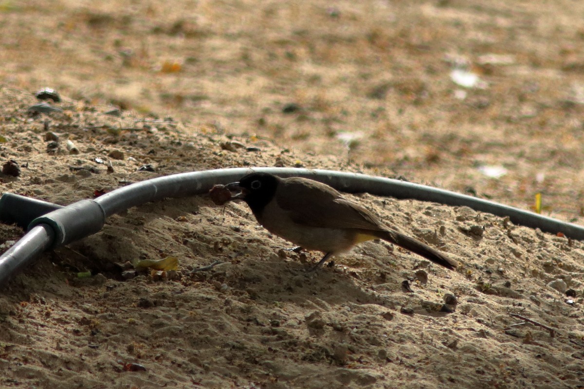 White-spectacled Bulbul - ML645150193