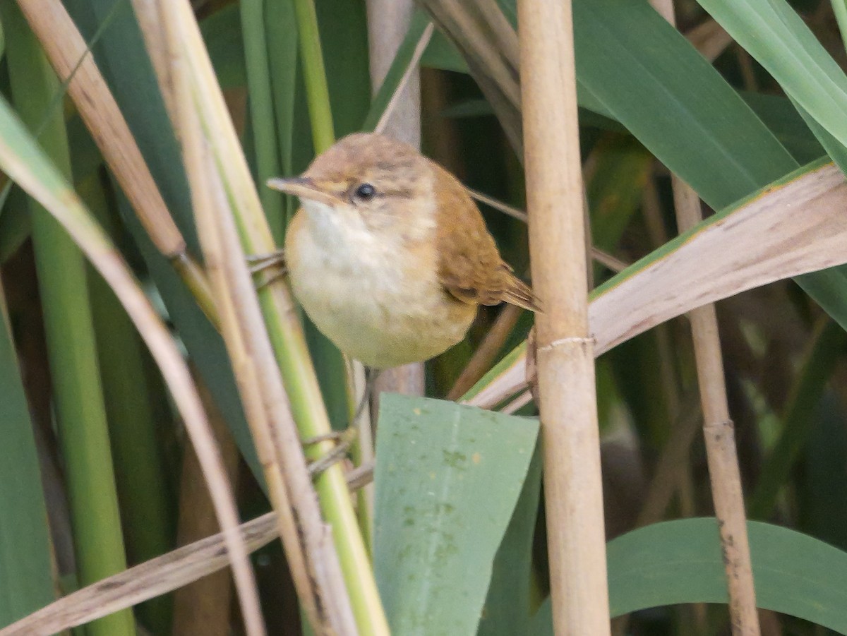 Тростниковая камышевка (группа baeticatus) - ML645150207