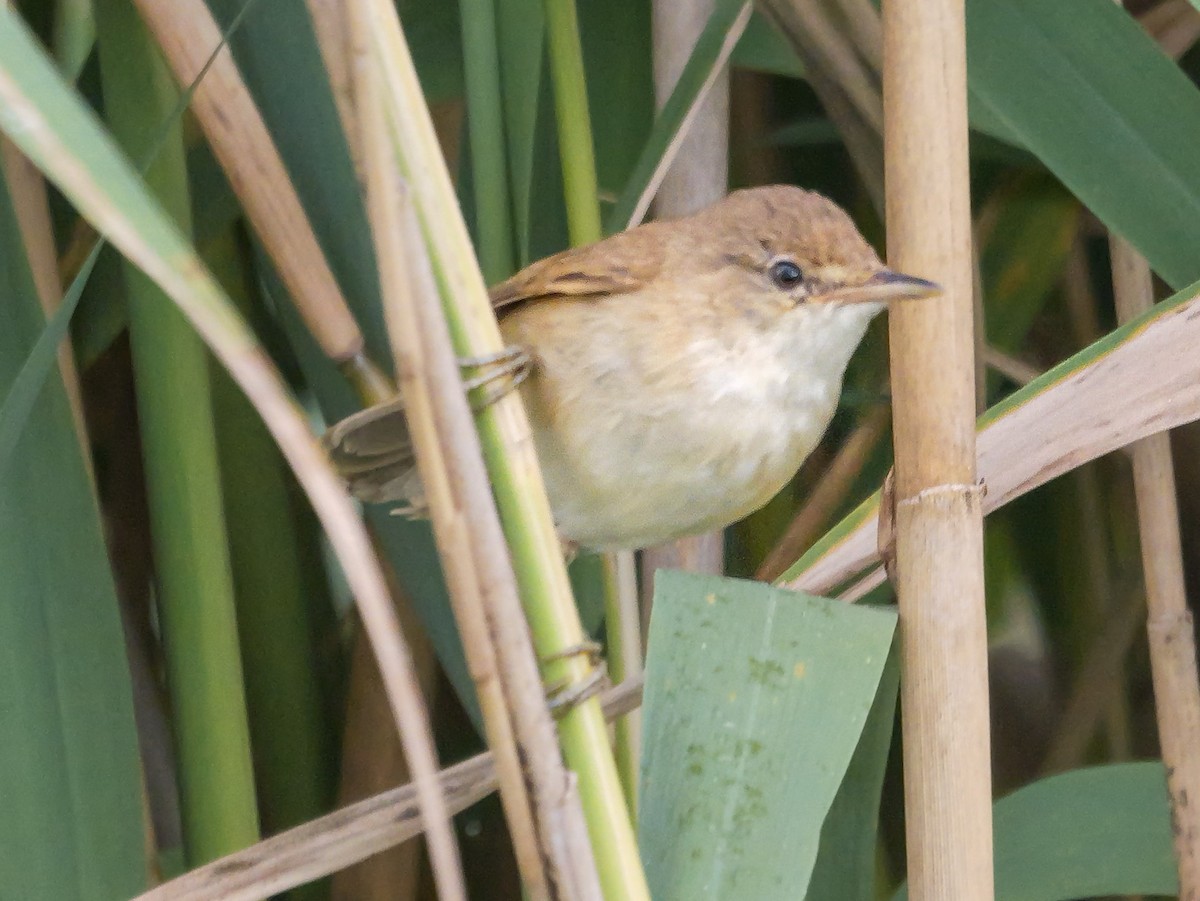Тростниковая камышевка (группа baeticatus) - ML645150208