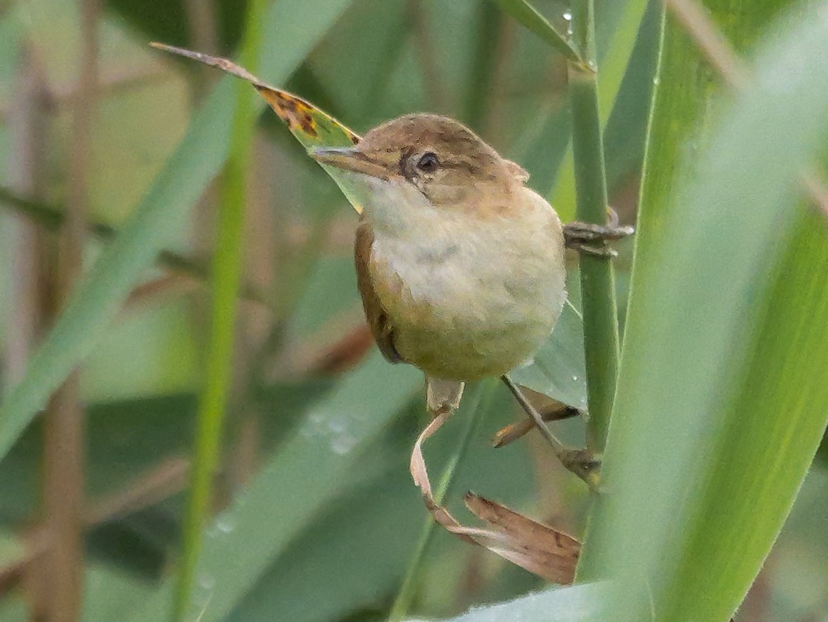 Тростниковая камышевка (группа baeticatus) - ML645150209