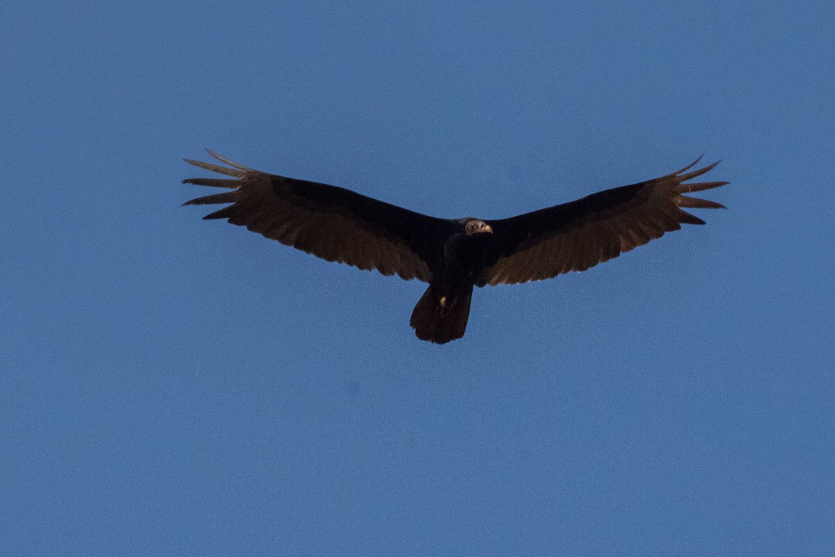 Turkey Vulture - ML645150243