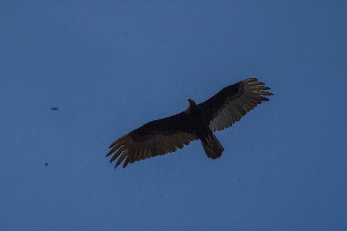 Turkey Vulture - ML645150246