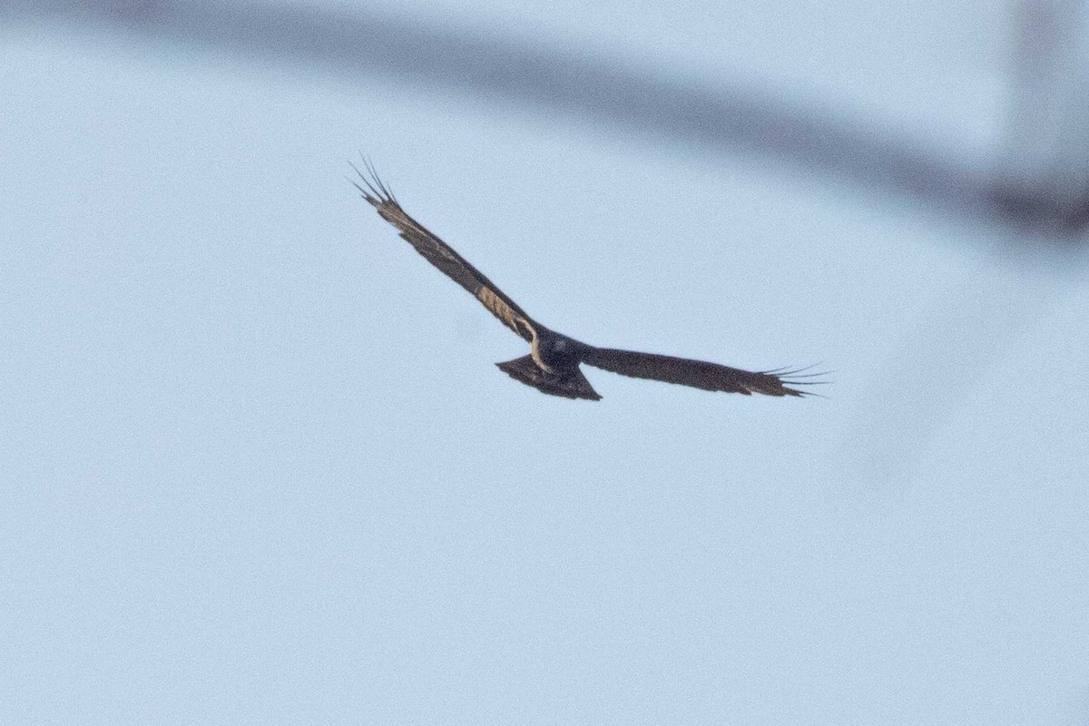 Zone-tailed Hawk - ML645150249