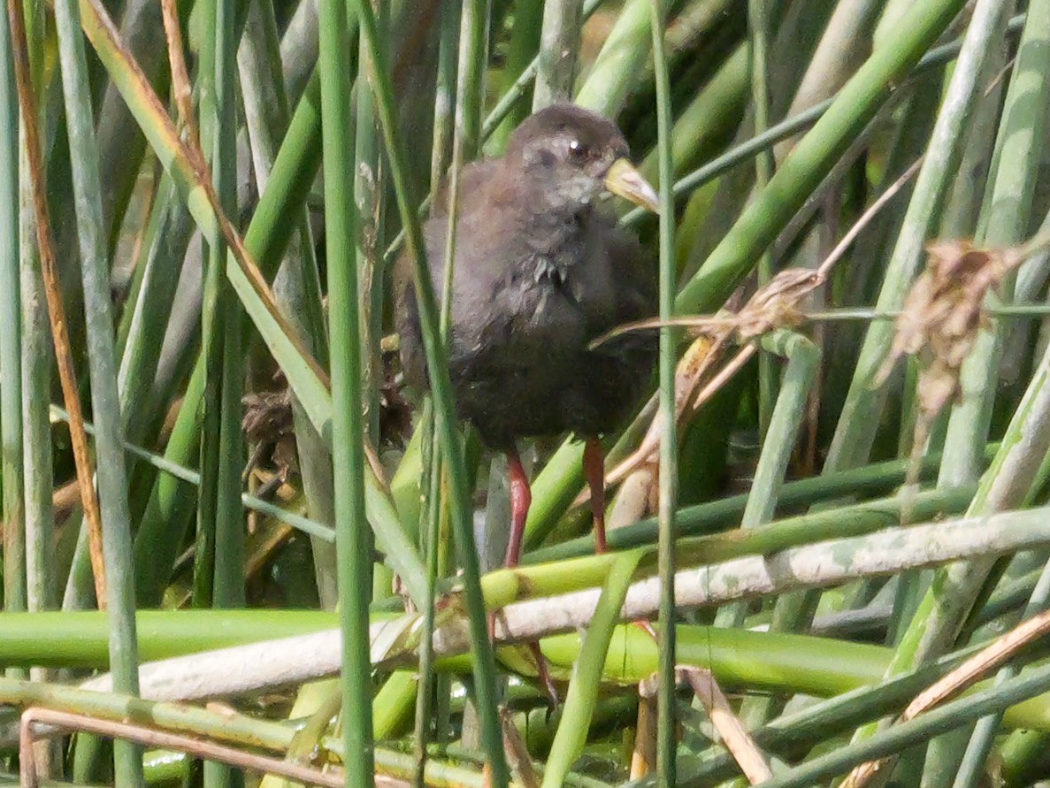 Black Crake - ML645150257