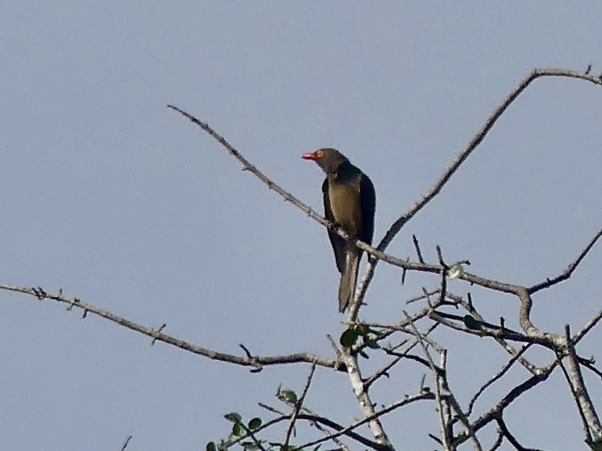 Red-billed Oxpecker - ML645150262