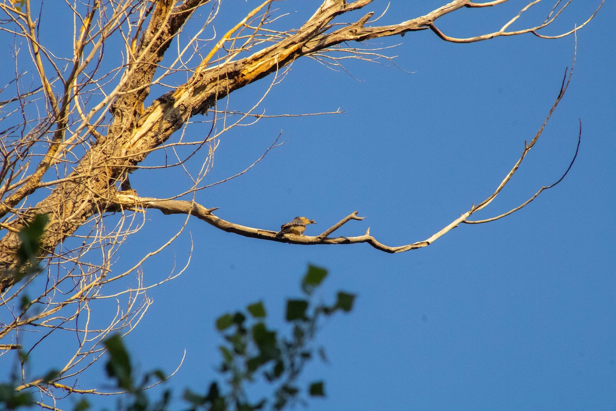 Gila Woodpecker - ML645150273
