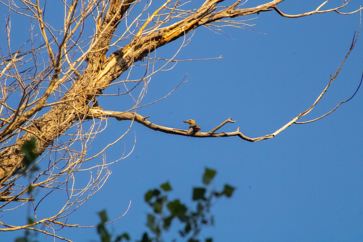 Gila Woodpecker - ML645150274