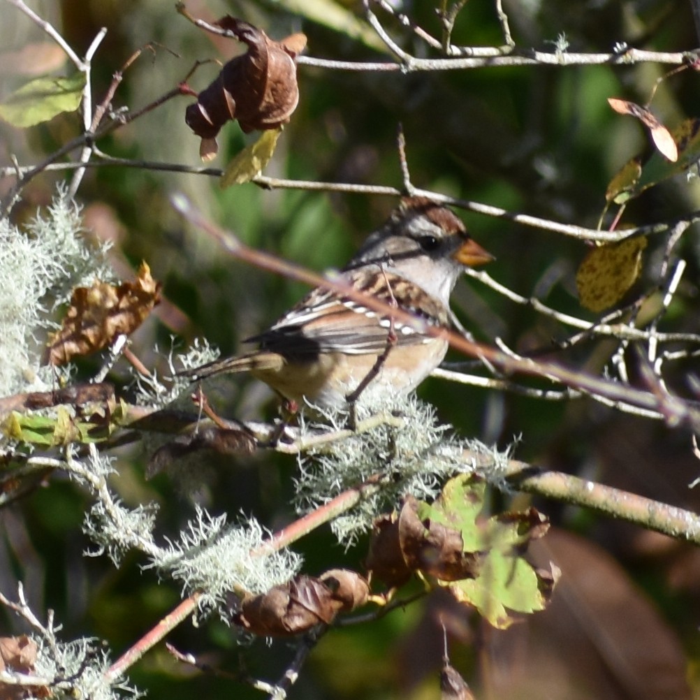 Белобровая овсянка - ML645150275