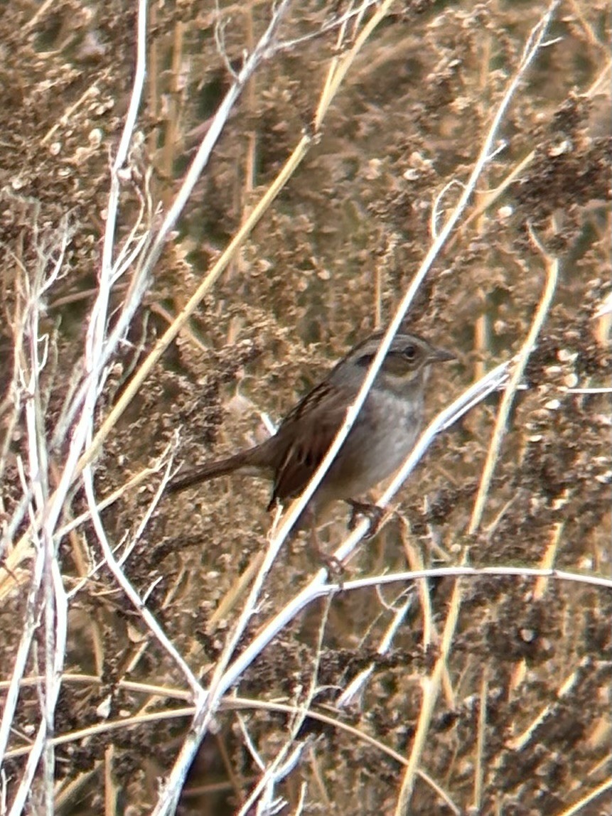 Swamp Sparrow - ML645150278
