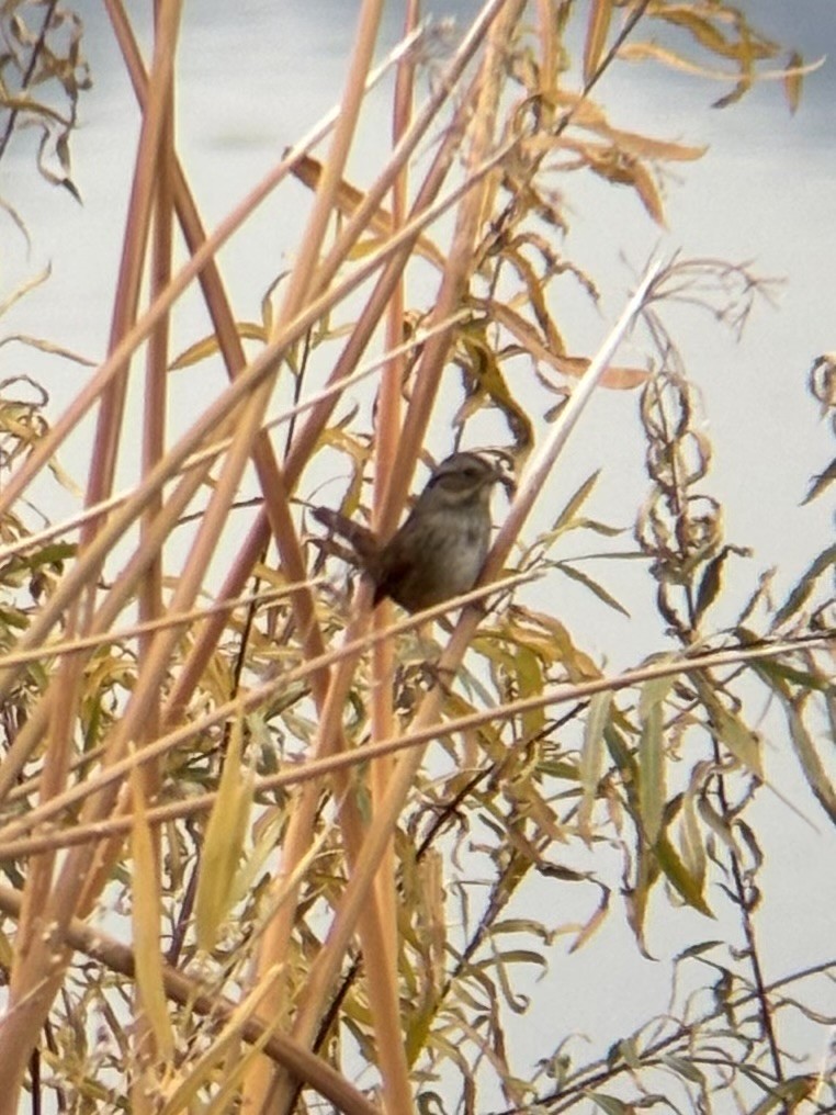 Swamp Sparrow - ML645150279
