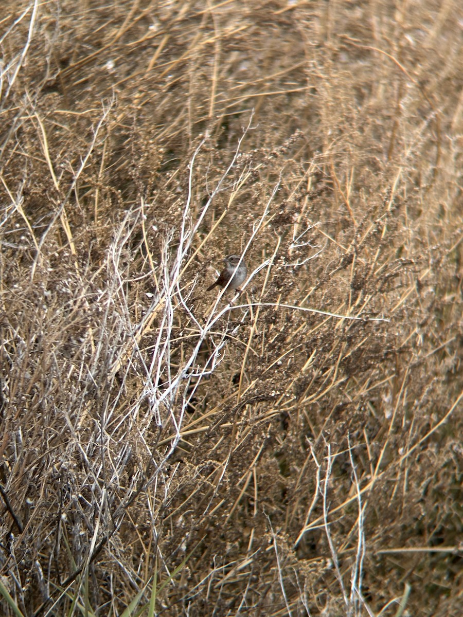 Swamp Sparrow - ML645150280