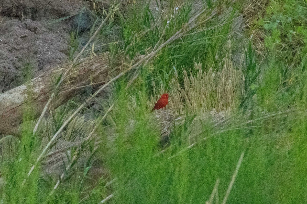 Summer Tanager - ML645150303