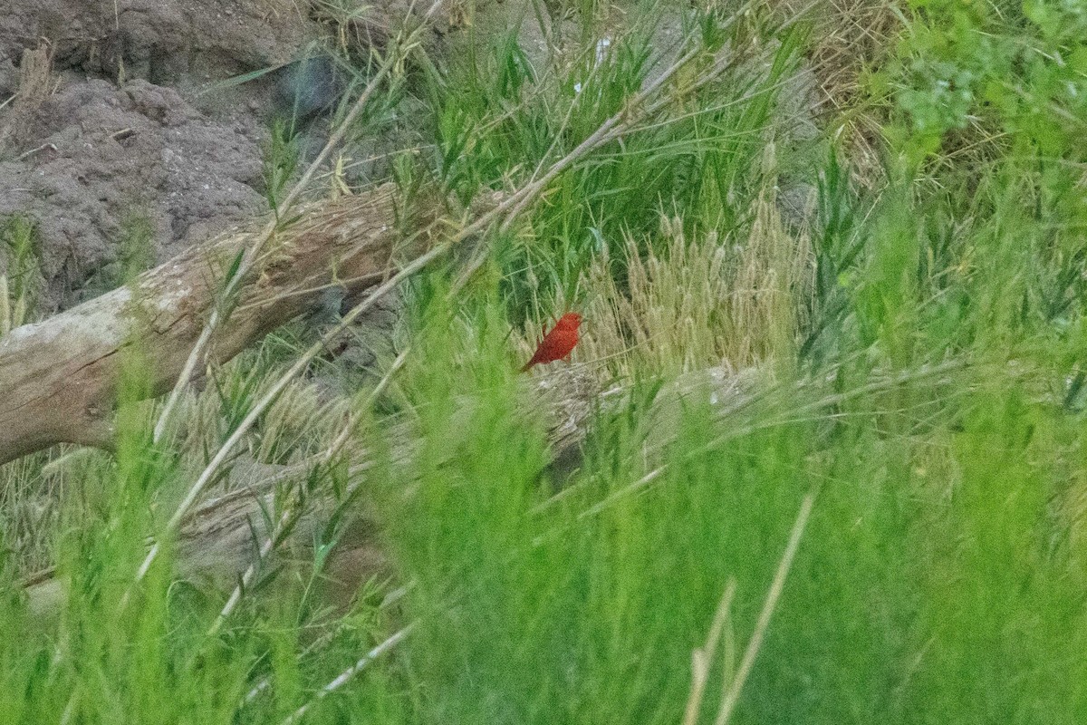 Summer Tanager - ML645150309