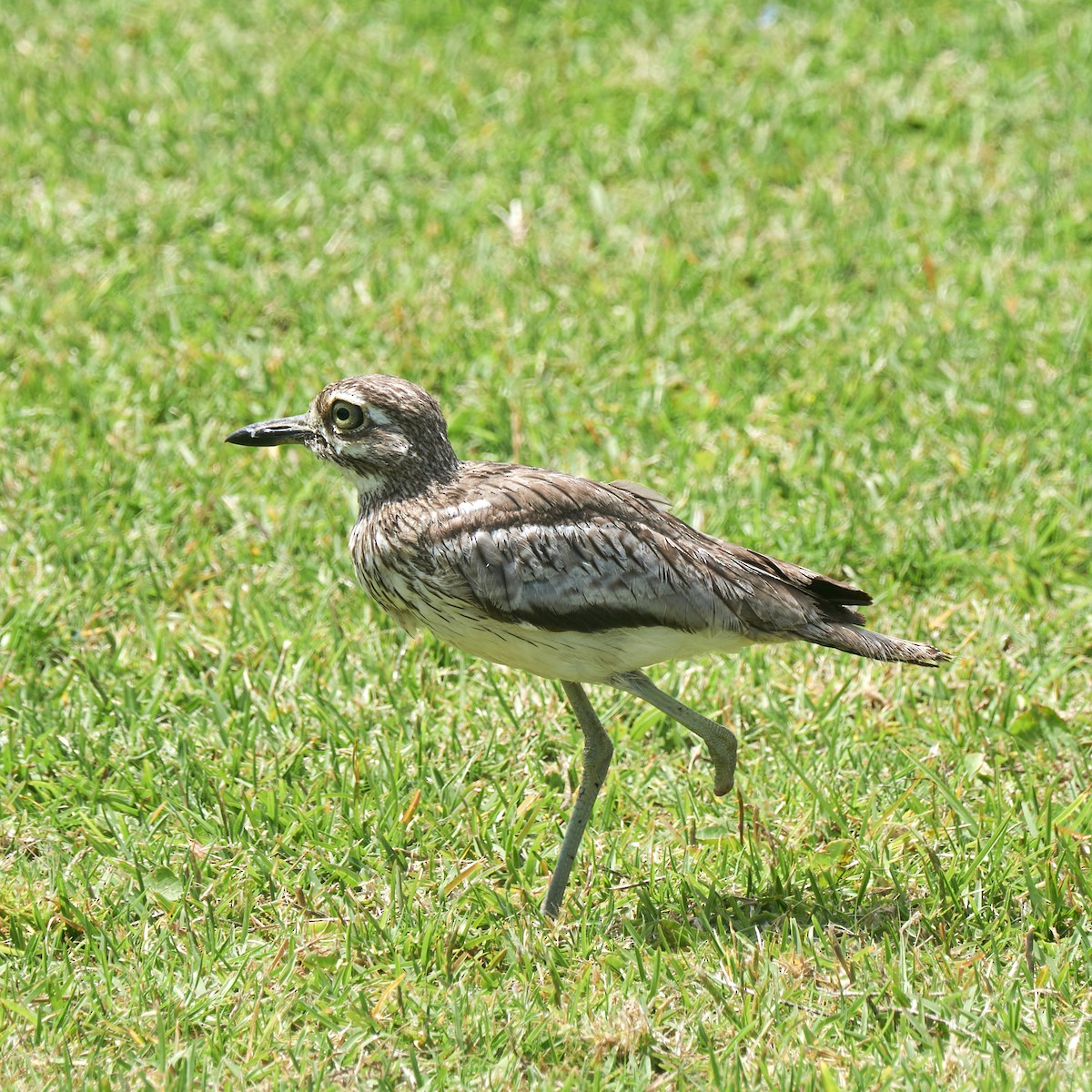 Water Thick-knee - ML645150322
