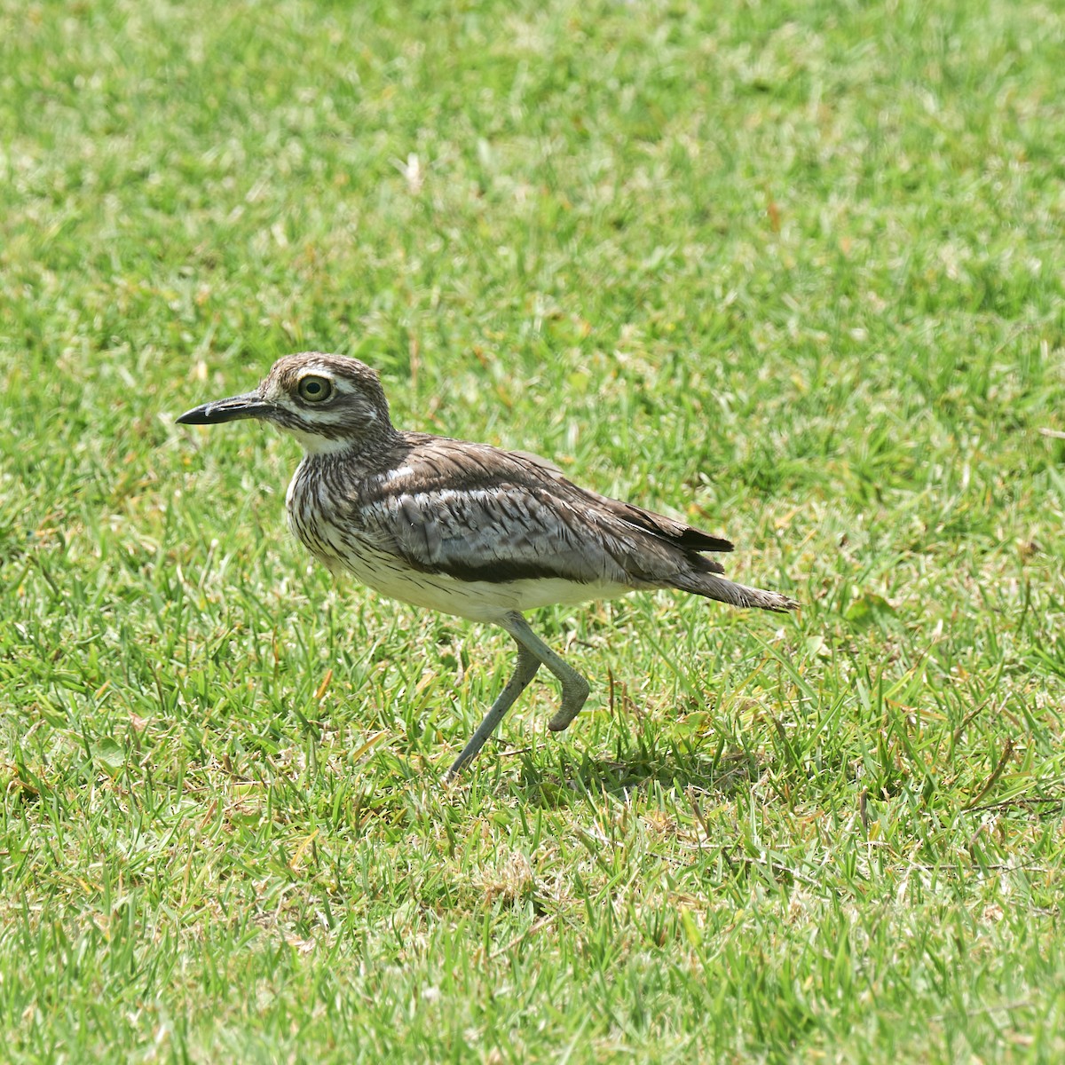 Water Thick-knee - ML645150323
