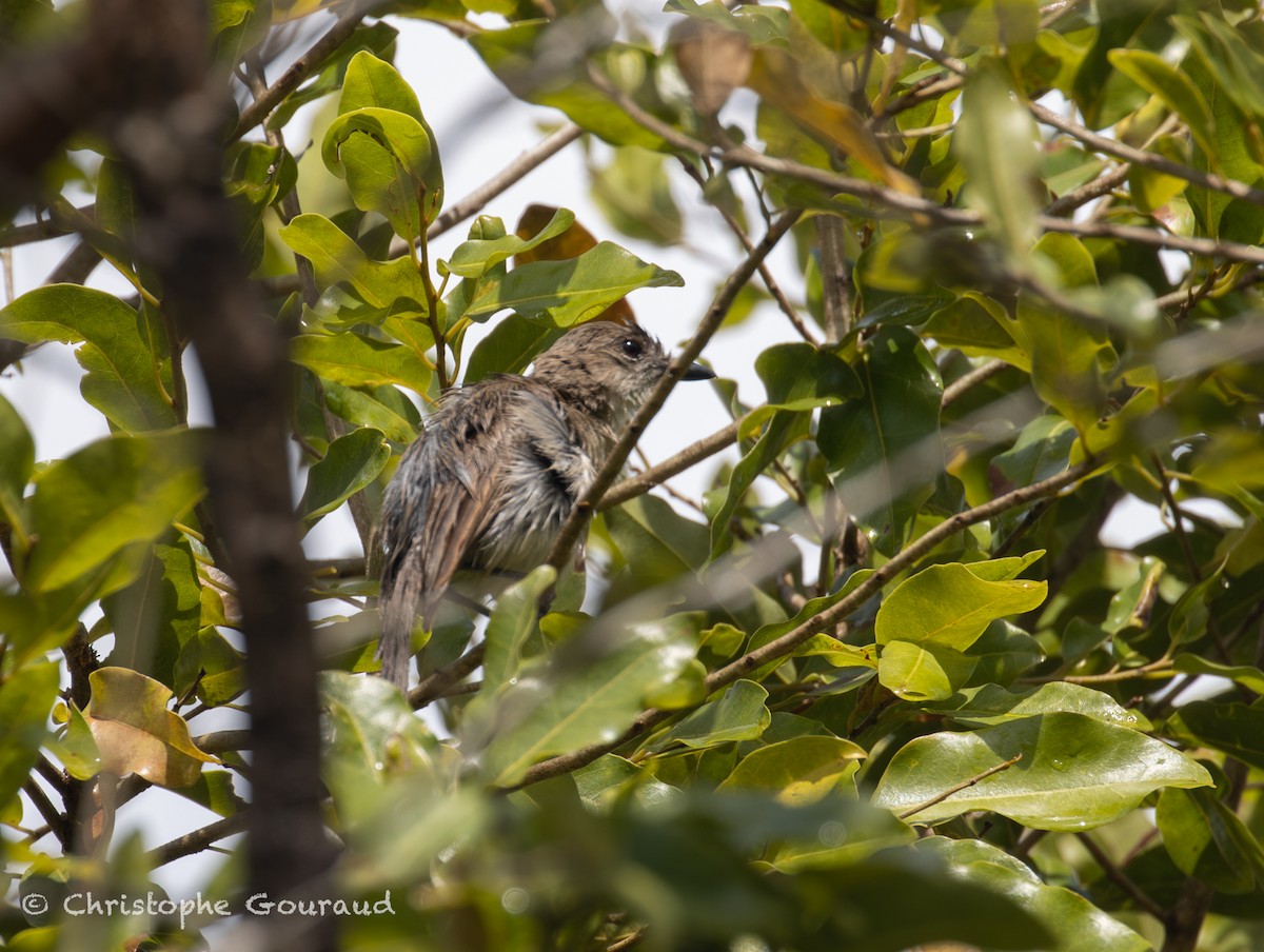 Gray Whistler (Brown) - ML645150338