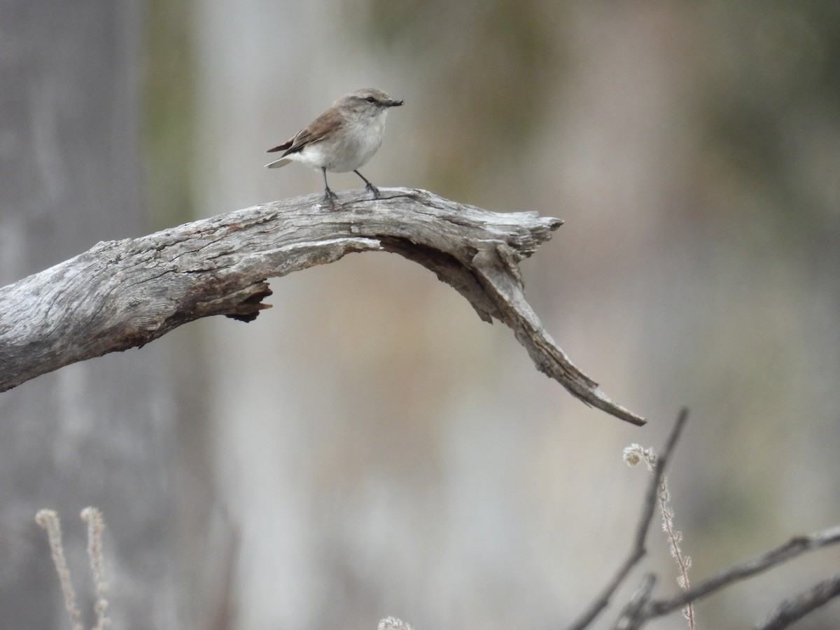 lejsčík šedohnědý - ML645150341