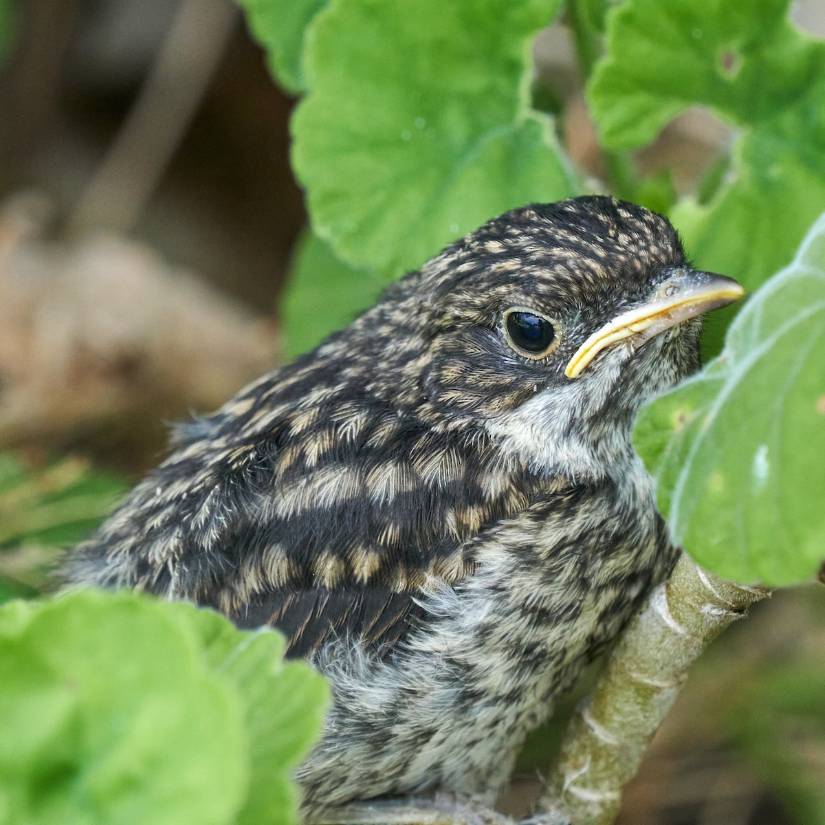 Fiscal Flycatcher - ML645150370