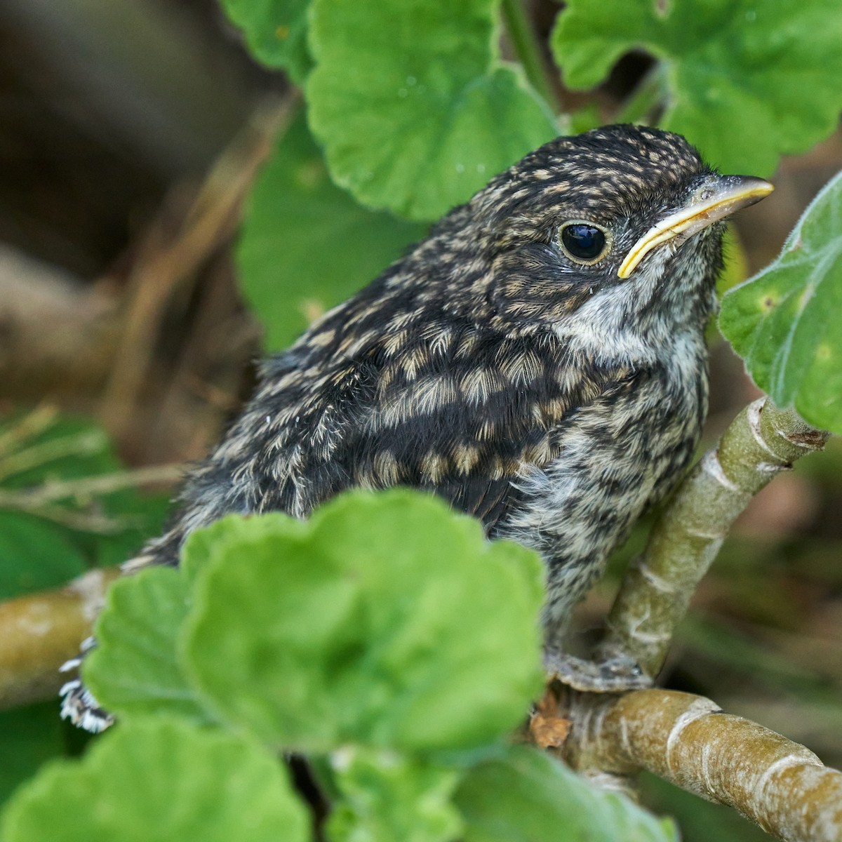 Fiscal Flycatcher - ML645150374