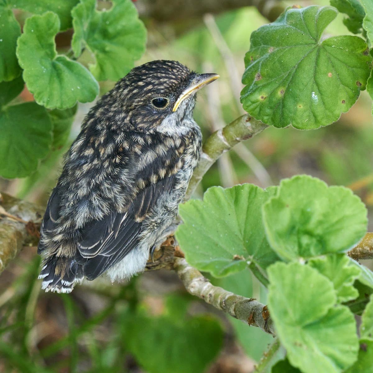 Fiscal Flycatcher - ML645150375