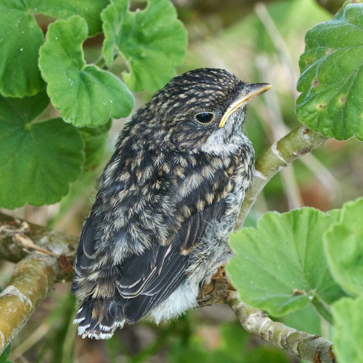 Fiscal Flycatcher - ML645150376