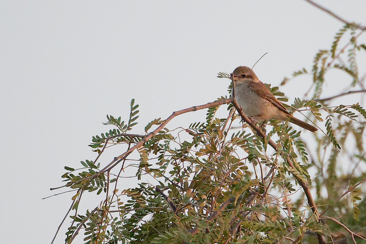 Isabellwürger - ML645150390