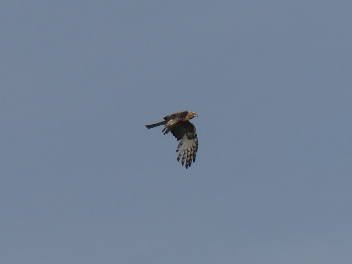 Чубатый коршун - ML645150407