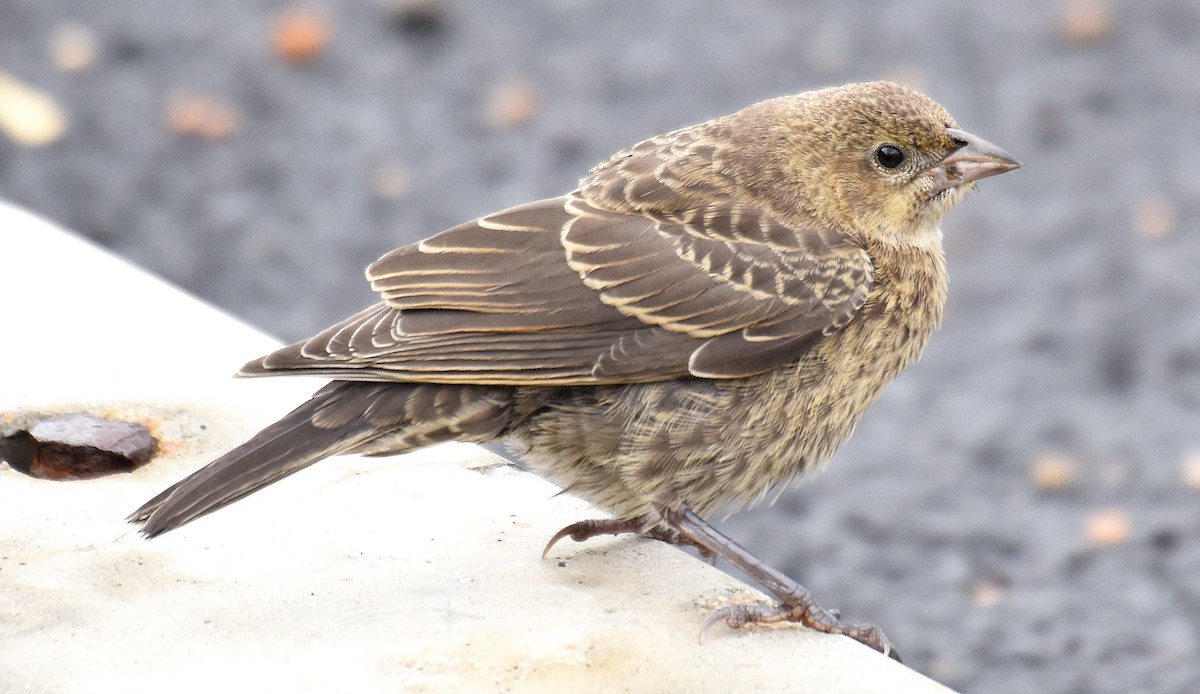 Brown-headed Cowbird - Steven Mlodinow