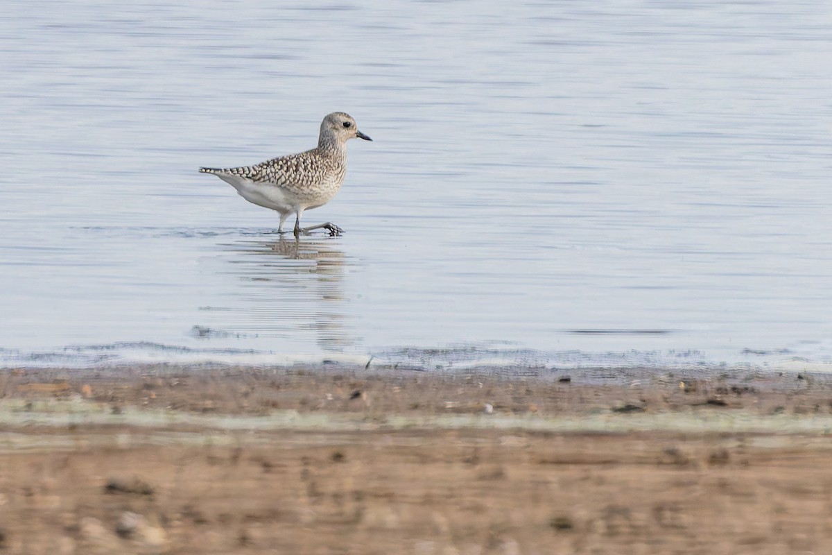 Chorlito Gris - ML645150420