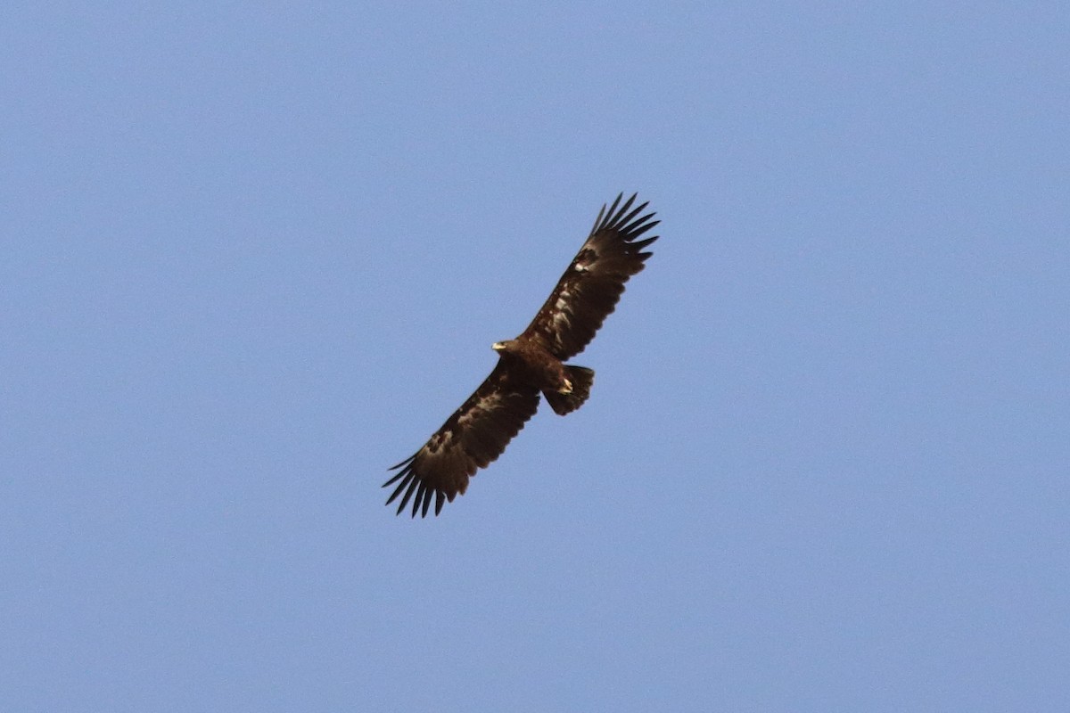 Greater Spotted Eagle - ML645150437
