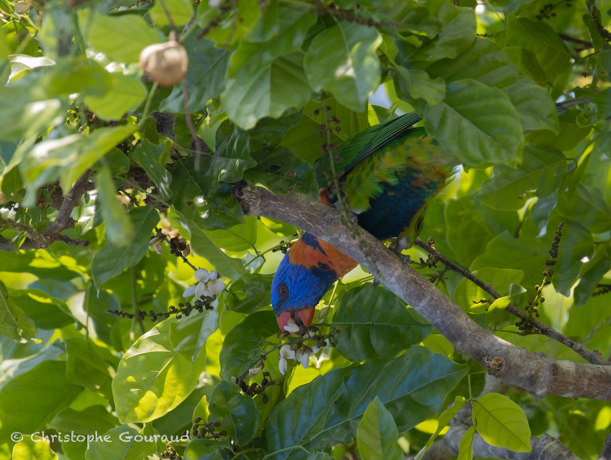 Red-collared Lorikeet - ML645150442