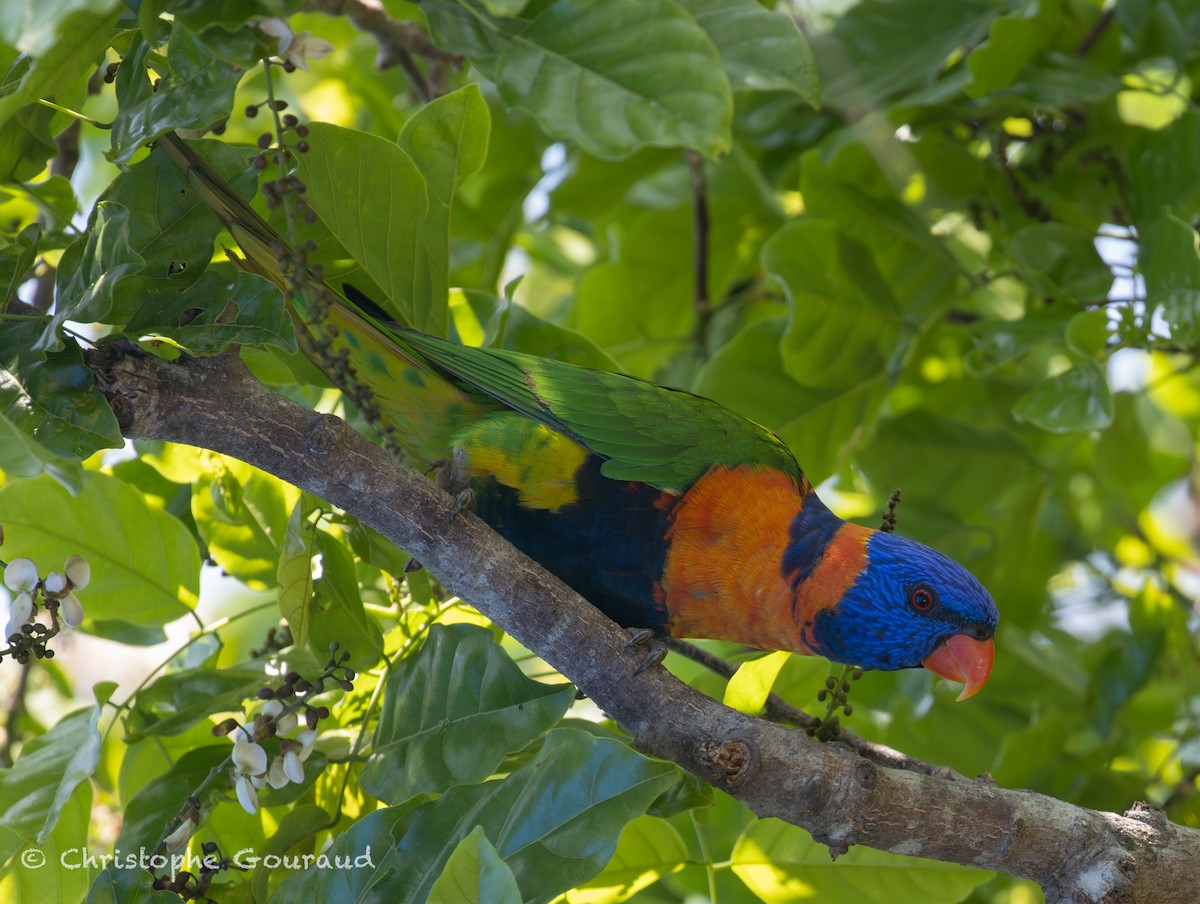 Red-collared Lorikeet - ML645150443