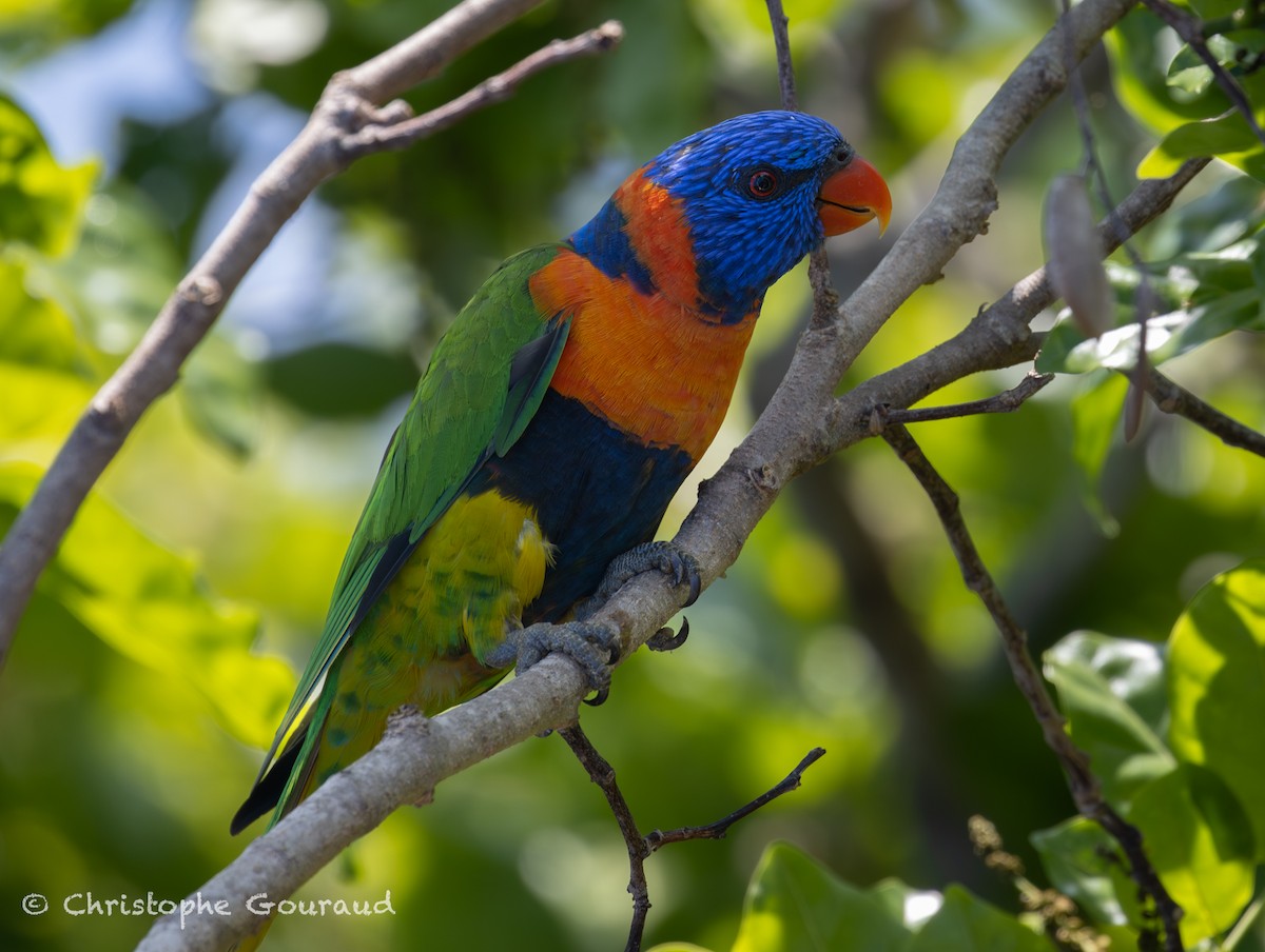 Red-collared Lorikeet - ML645150444