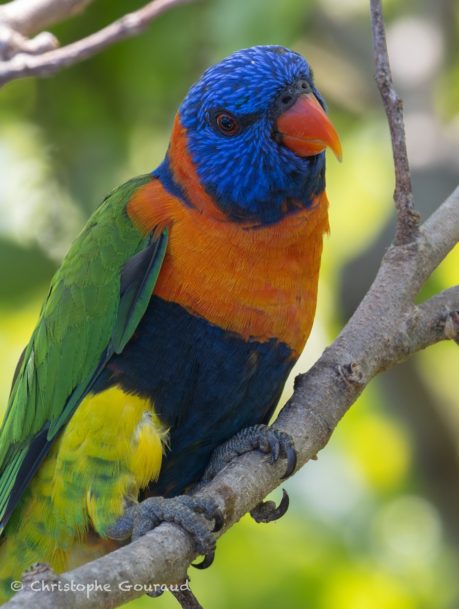 Red-collared Lorikeet - ML645150445