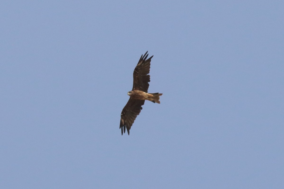 Black Kite - ML645150447