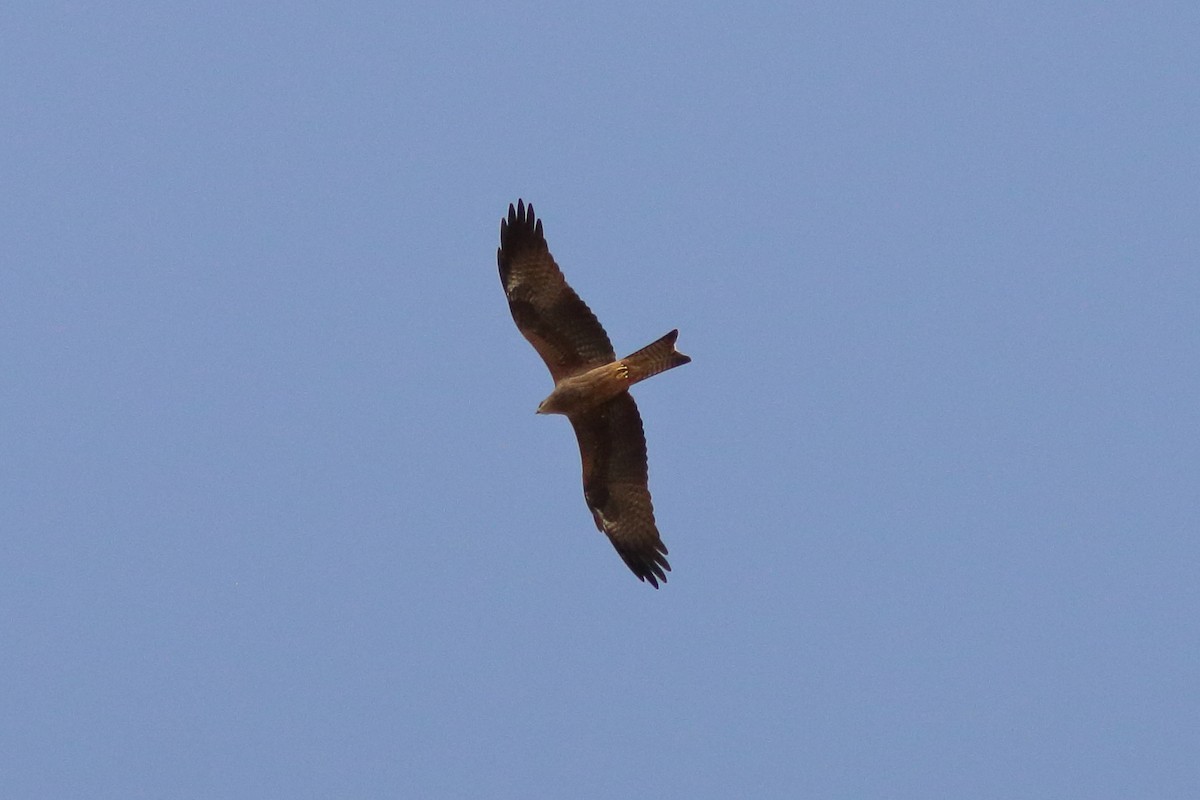 Black Kite - ML645150448