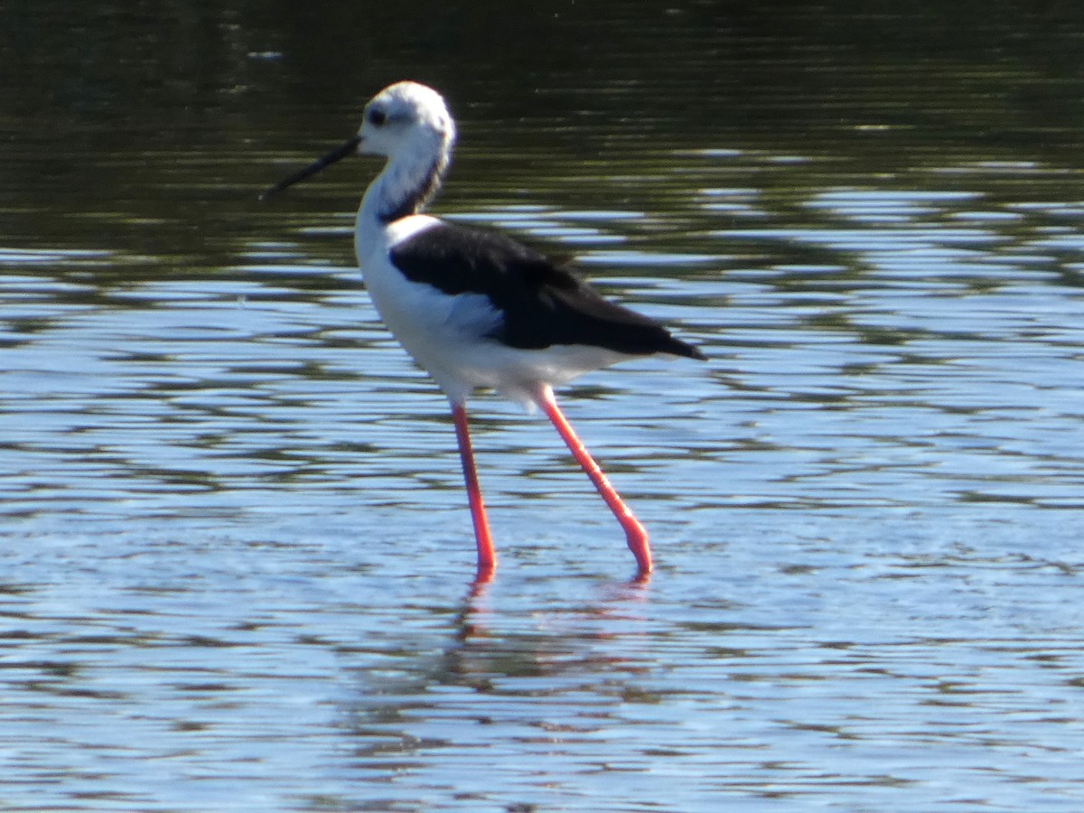 高蹺鴴 - ML645150465