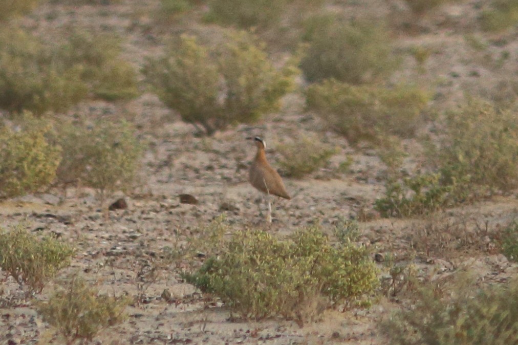 Cream-colored Courser - ML645150471