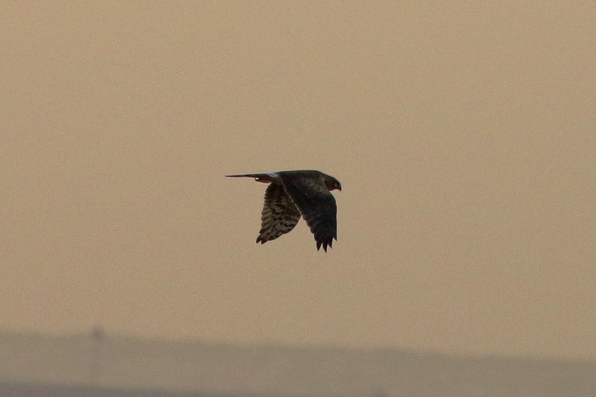 Pallid Harrier - ML645150476
