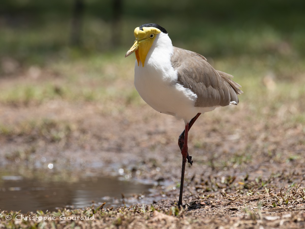 Masked Lapwing (Masked) - ML645150477