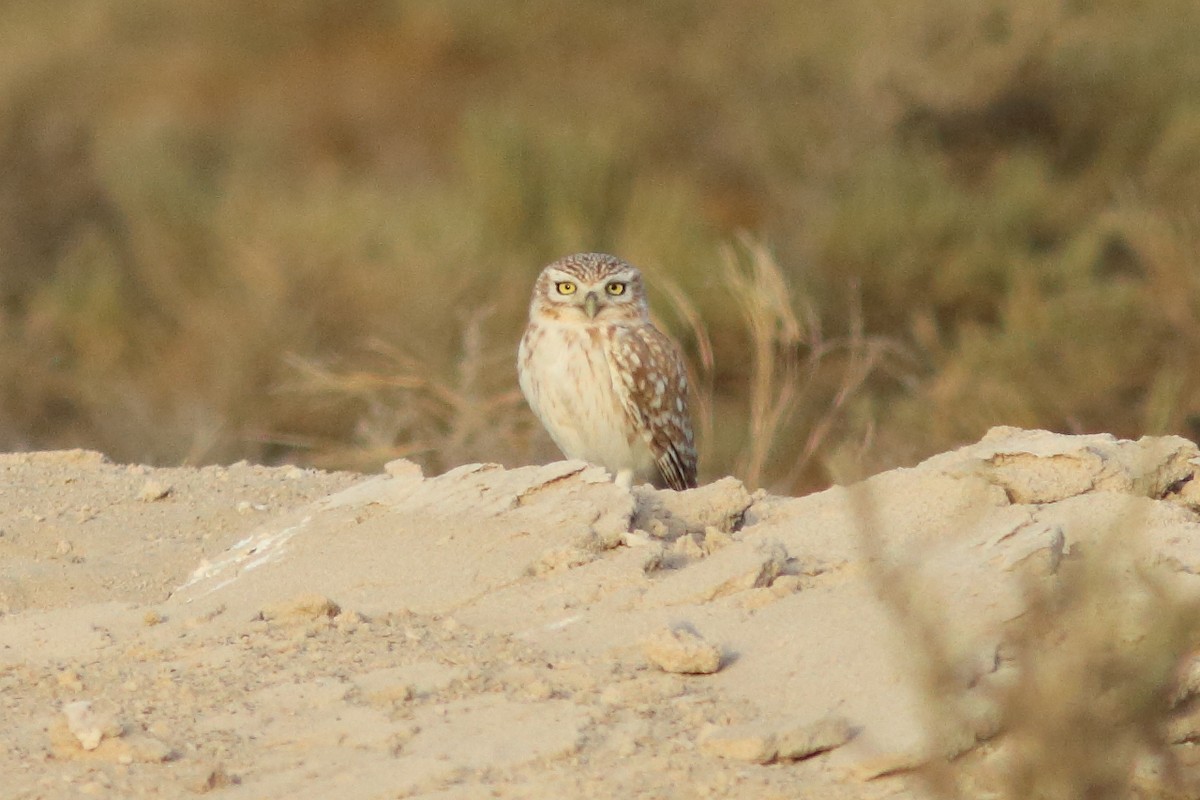 Little Owl (Little) - ML645150481