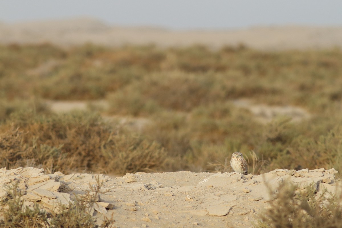 Little Owl (Little) - ML645150482