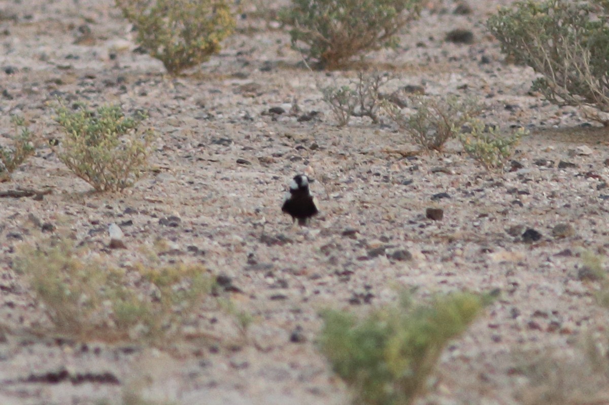 Black-crowned Sparrow-Lark - ML645150496