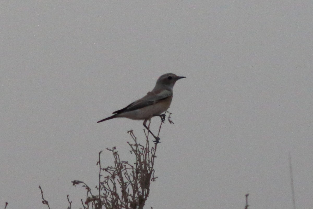 Desert Wheatear - ML645150506