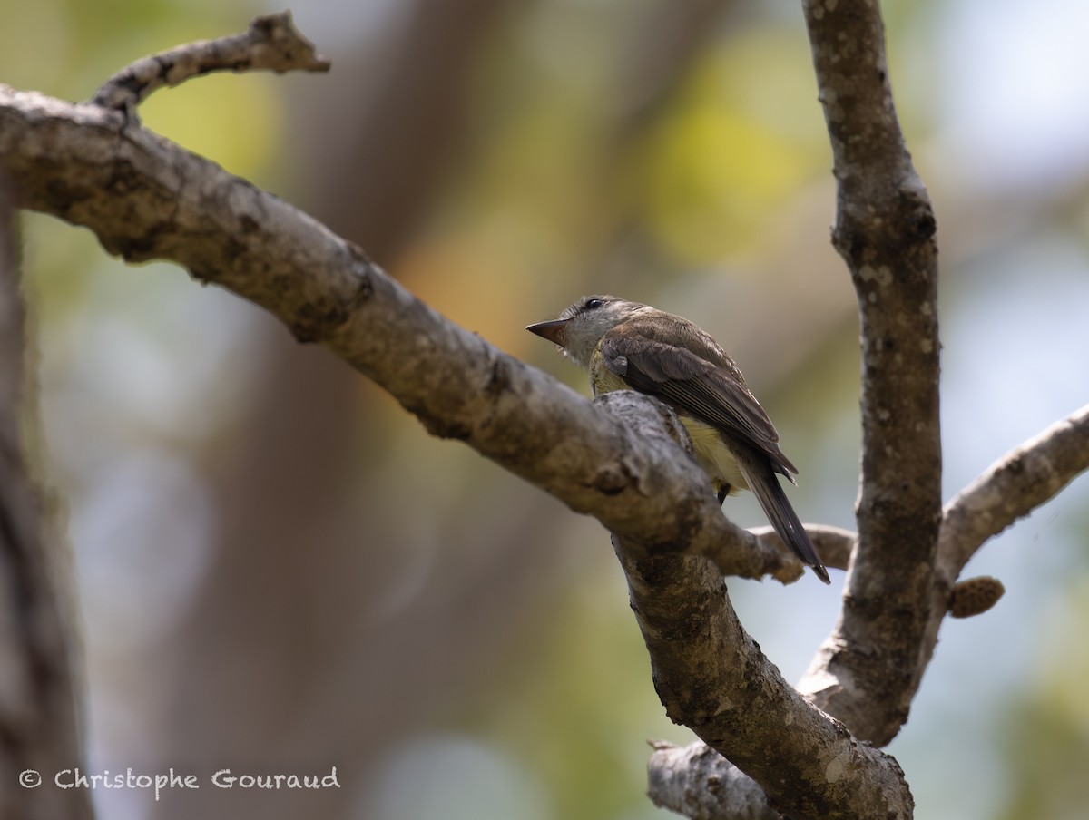 Lemon-bellied Flyrobin (Lemon-bellied) - ML645150507
