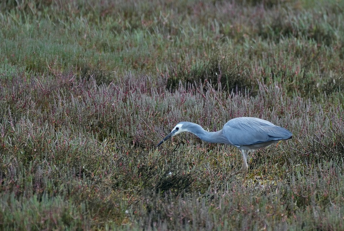 White-faced Heron - ML645150513