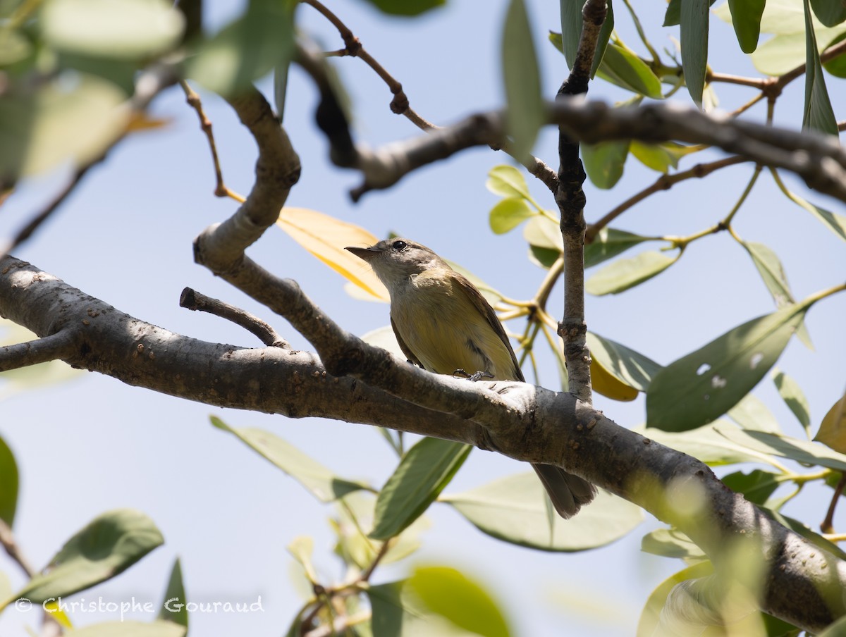 Lemon-bellied Flyrobin (Lemon-bellied) - ML645150519