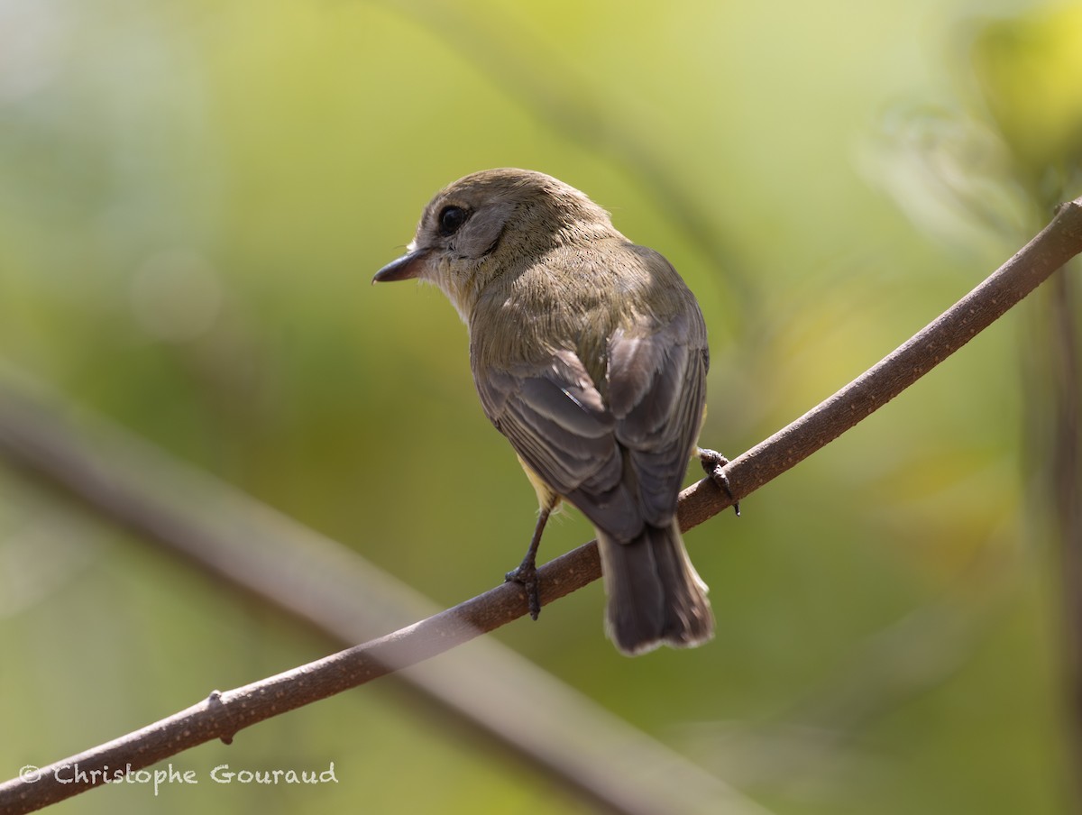 Lemon-bellied Flyrobin (Lemon-bellied) - ML645150559