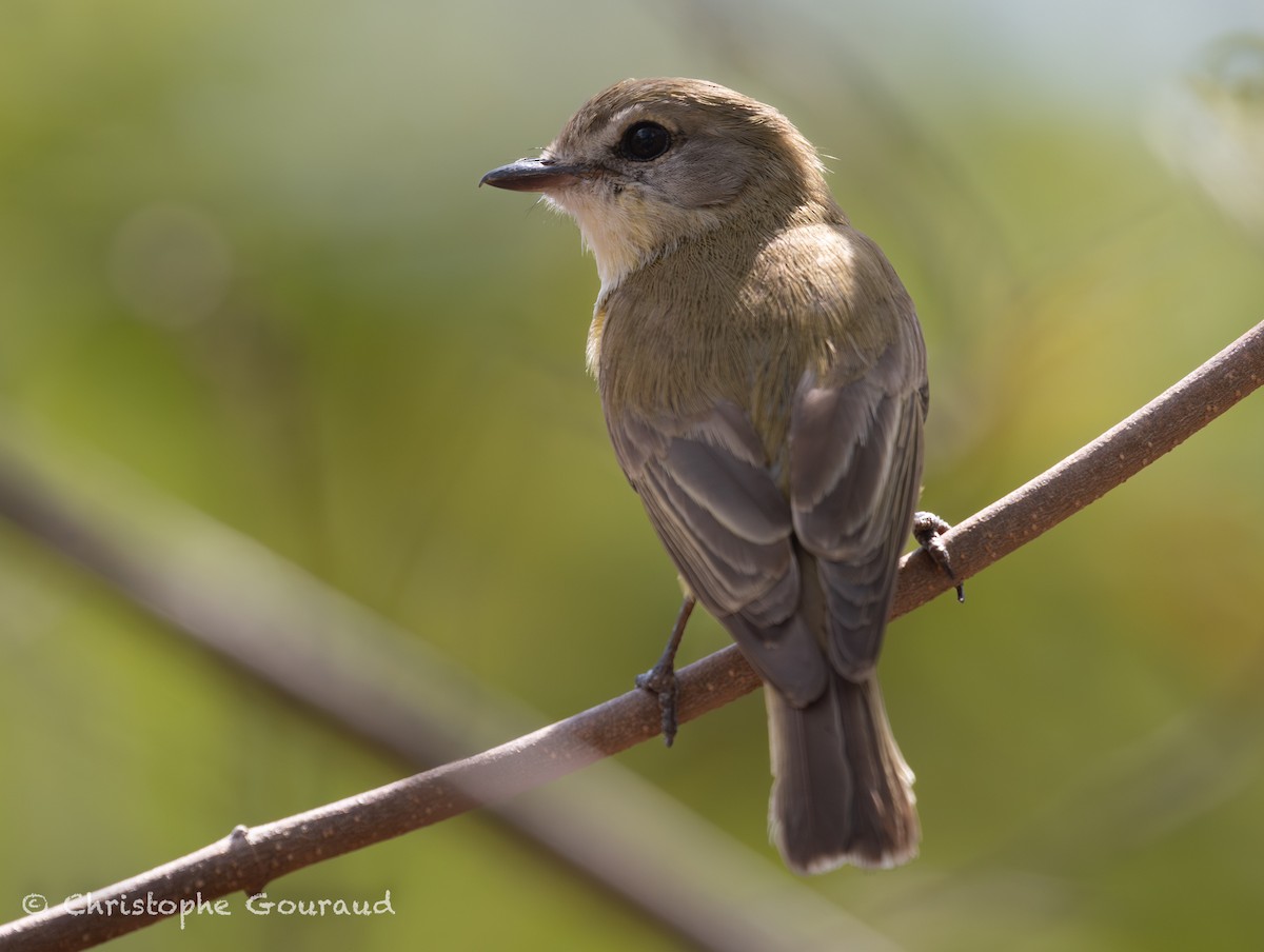 Lemon-bellied Flyrobin (Lemon-bellied) - ML645150560